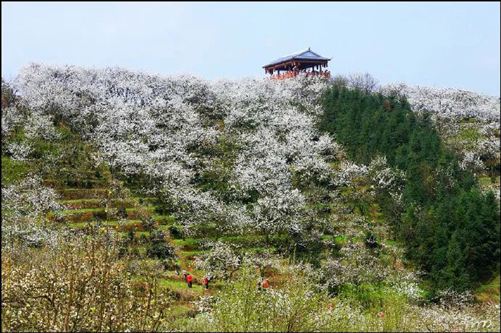【春天,广西桂林灌阳县向您发出邀请!】我们在灌阳看梨花 - 游山玩水 - 衡水生活社区 - 衡水28生活网 hs.28life.com