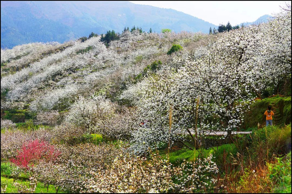 【春天,广西桂林灌阳县向您发出邀请!】我们在灌阳看梨花 - 游山玩水 - 衡水生活社区 - 衡水28生活网 hs.28life.com