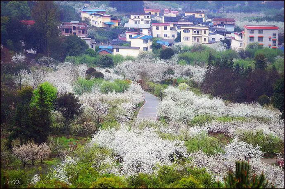 【春天,广西桂林灌阳县向您发出邀请!】我们在灌阳看梨花 - 游山玩水 - 衡水生活社区 - 衡水28生活网 hs.28life.com