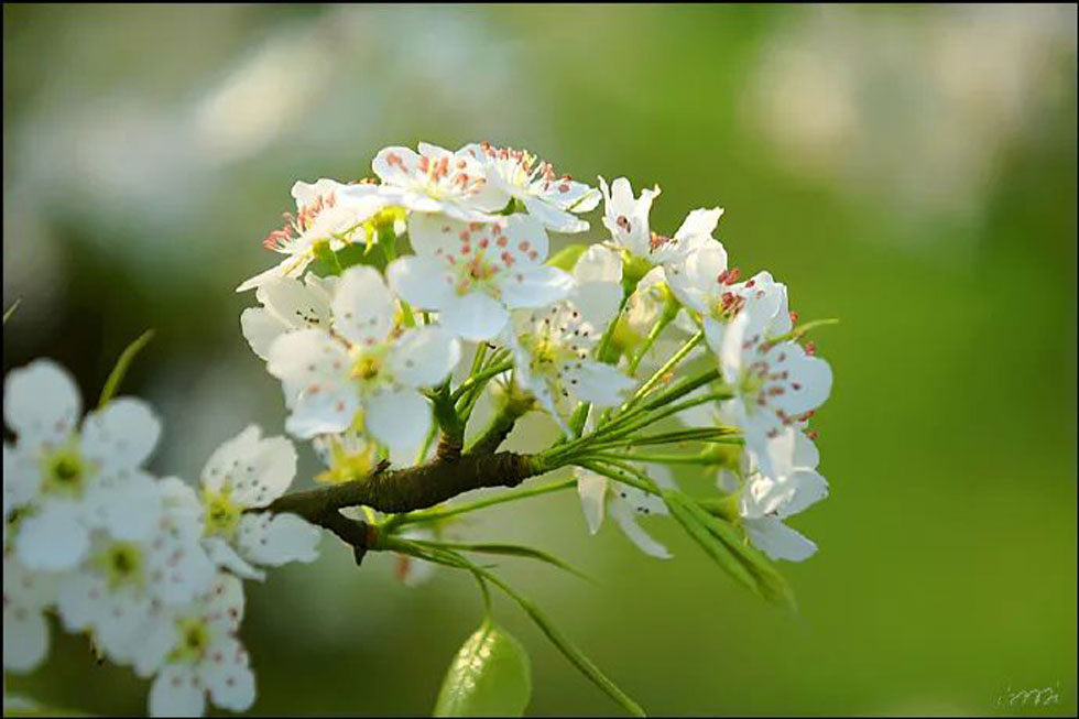 【春天,广西桂林灌阳县向您发出邀请!】我们在灌阳看梨花 - 游山玩水 - 衡水生活社区 - 衡水28生活网 hs.28life.com
