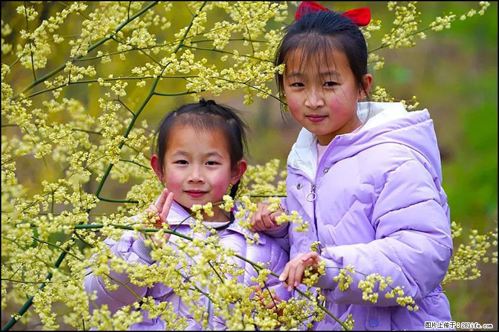 【春天,广西桂林灌阳县向您发出邀请!】米珠山前有片山苍子花在飘香 - 游山玩水 - 衡水生活社区 - 衡水28生活网 hs.28life.com