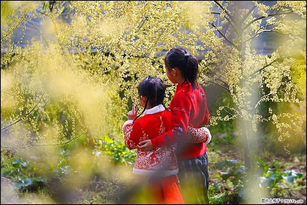 【春天,广西桂林灌阳县向您发出邀请!】米珠山前有片山苍子花在飘香 - 游山玩水 - 衡水生活社区 - 衡水28生活网 hs.28life.com