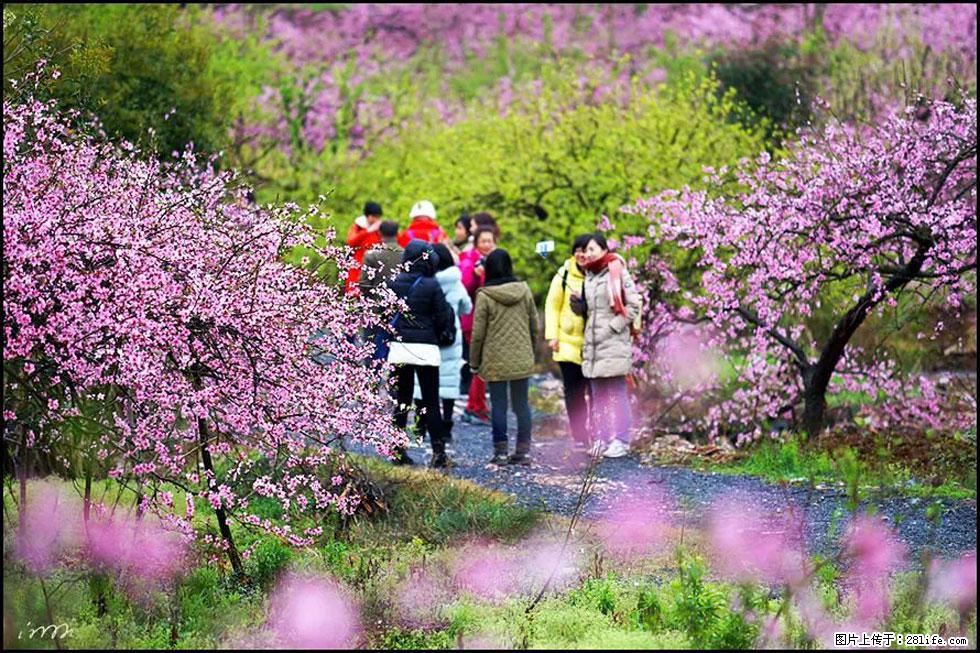 【春天,广西桂林灌阳县向您发出邀请!】官庄村有个醉美的桃花园 - 游山玩水 - 衡水生活社区 - 衡水28生活网 hs.28life.com
