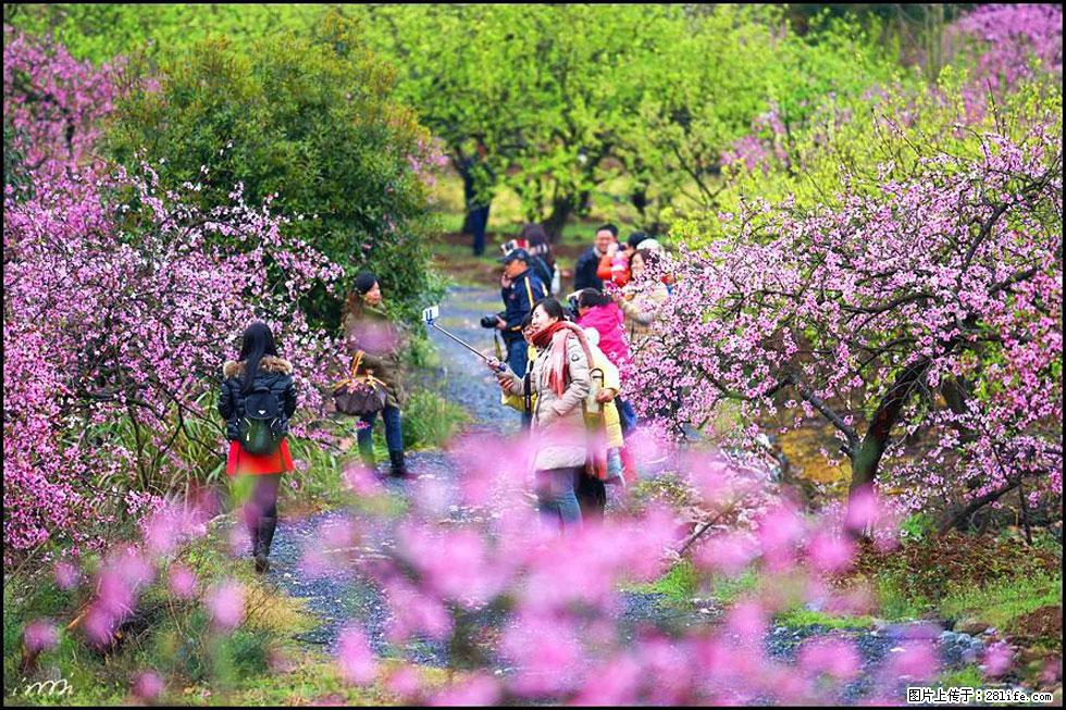 【春天,广西桂林灌阳县向您发出邀请!】官庄村有个醉美的桃花园 - 游山玩水 - 衡水生活社区 - 衡水28生活网 hs.28life.com