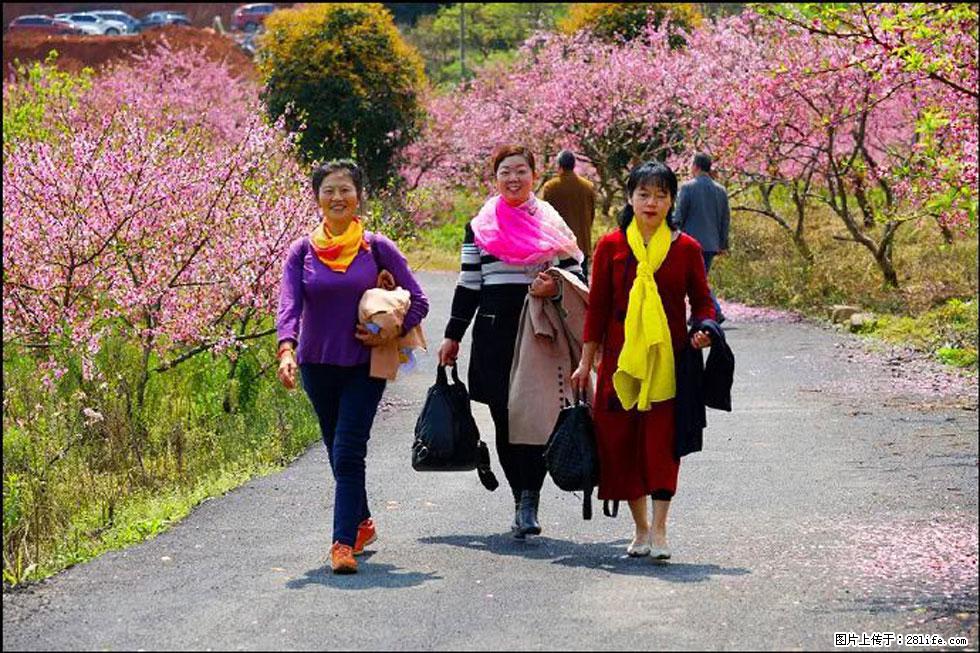 【春天,广西桂林灌阳县向您发出邀请!】官庄村有个醉美的桃花园 - 游山玩水 - 衡水生活社区 - 衡水28生活网 hs.28life.com