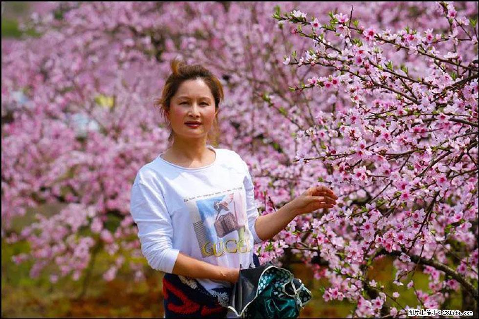【春天,广西桂林灌阳县向您发出邀请!】官庄村有个醉美的桃花园 - 游山玩水 - 衡水生活社区 - 衡水28生活网 hs.28life.com