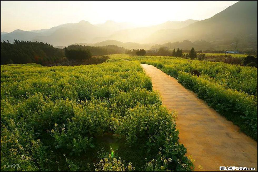 【春天，广西桂林灌阳县向您发出邀请！】长坪村油菜盛情花开 - 游山玩水 - 衡水生活社区 - 衡水28生活网 hs.28life.com