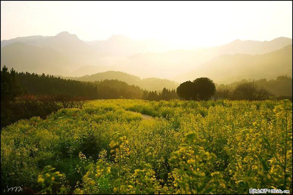 【春天，广西桂林灌阳县向您发出邀请！】长坪村油菜盛情花开 - 游山玩水 - 衡水生活社区 - 衡水28生活网 hs.28life.com