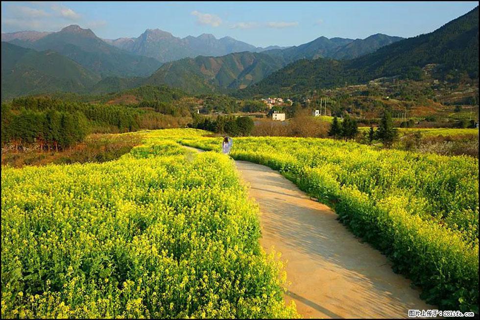 【春天，广西桂林灌阳县向您发出邀请！】长坪村油菜盛情花开 - 游山玩水 - 衡水生活社区 - 衡水28生活网 hs.28life.com