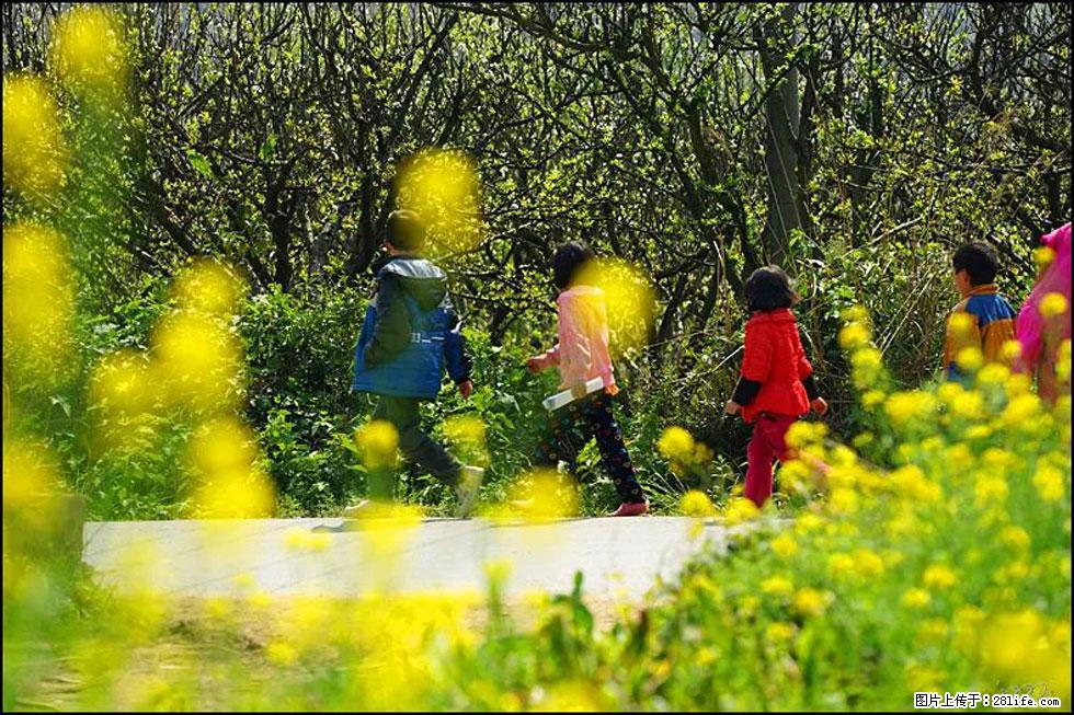 【春天，广西桂林灌阳县向您发出邀请！】长坪村油菜盛情花开 - 游山玩水 - 衡水生活社区 - 衡水28生活网 hs.28life.com