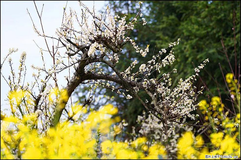 【春天，广西桂林灌阳县向您发出邀请！】长坪村油菜盛情花开 - 游山玩水 - 衡水生活社区 - 衡水28生活网 hs.28life.com