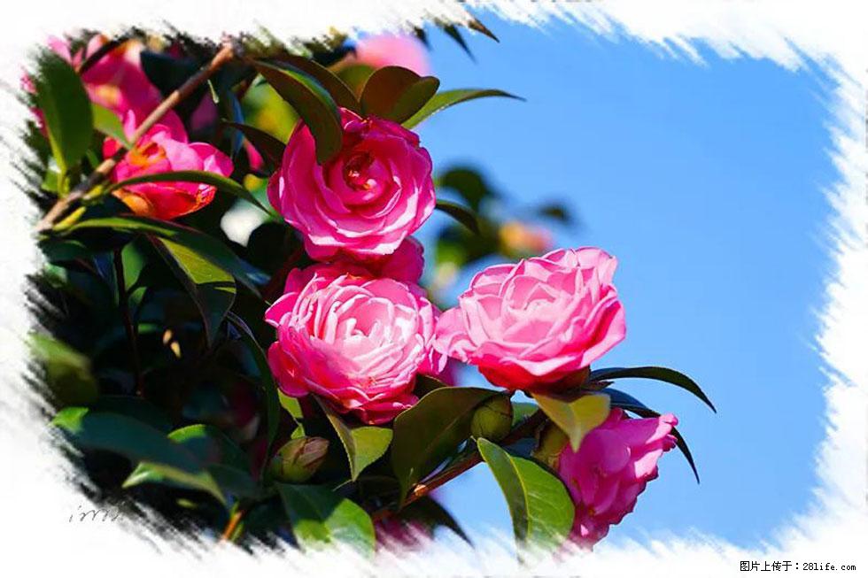 【春天,广西桂林灌阳县向您发出邀请!】杨柳井茶花惹人爱 - 游山玩水 - 衡水生活社区 - 衡水28生活网 hs.28life.com