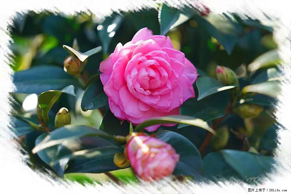【春天,广西桂林灌阳县向您发出邀请!】杨柳井茶花惹人爱 - 游山玩水 - 衡水生活社区 - 衡水28生活网 hs.28life.com