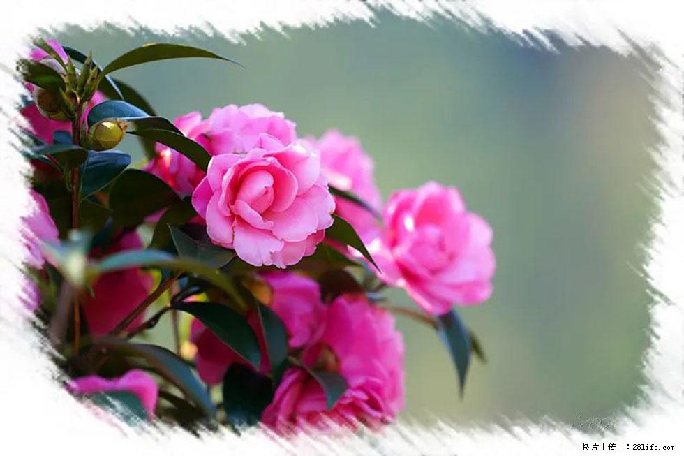 【春天,广西桂林灌阳县向您发出邀请!】杨柳井茶花惹人爱 - 游山玩水 - 衡水生活社区 - 衡水28生活网 hs.28life.com