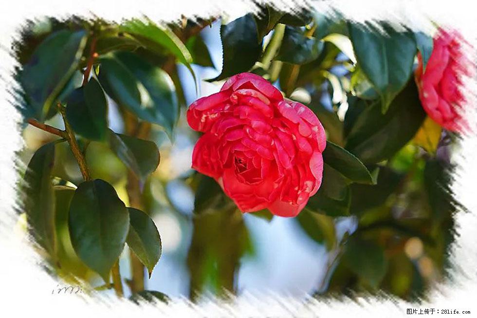 【春天,广西桂林灌阳县向您发出邀请!】杨柳井茶花惹人爱 - 游山玩水 - 衡水生活社区 - 衡水28生活网 hs.28life.com