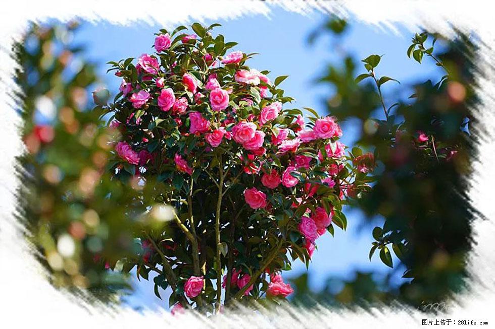 【春天,广西桂林灌阳县向您发出邀请!】杨柳井茶花惹人爱 - 游山玩水 - 衡水生活社区 - 衡水28生活网 hs.28life.com