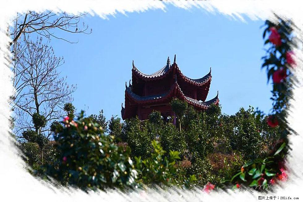 【春天,广西桂林灌阳县向您发出邀请!】杨柳井茶花惹人爱 - 游山玩水 - 衡水生活社区 - 衡水28生活网 hs.28life.com
