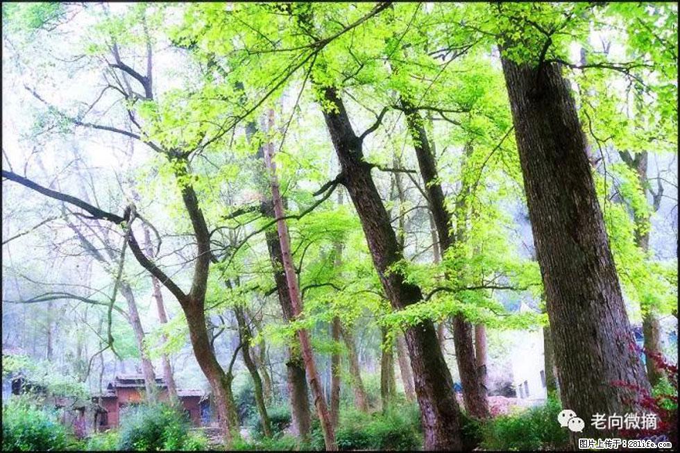 【春天,广西桂林灌阳县向您发出邀请!】在小龙村与春天约会 - 游山玩水 - 衡水生活社区 - 衡水28生活网 hs.28life.com