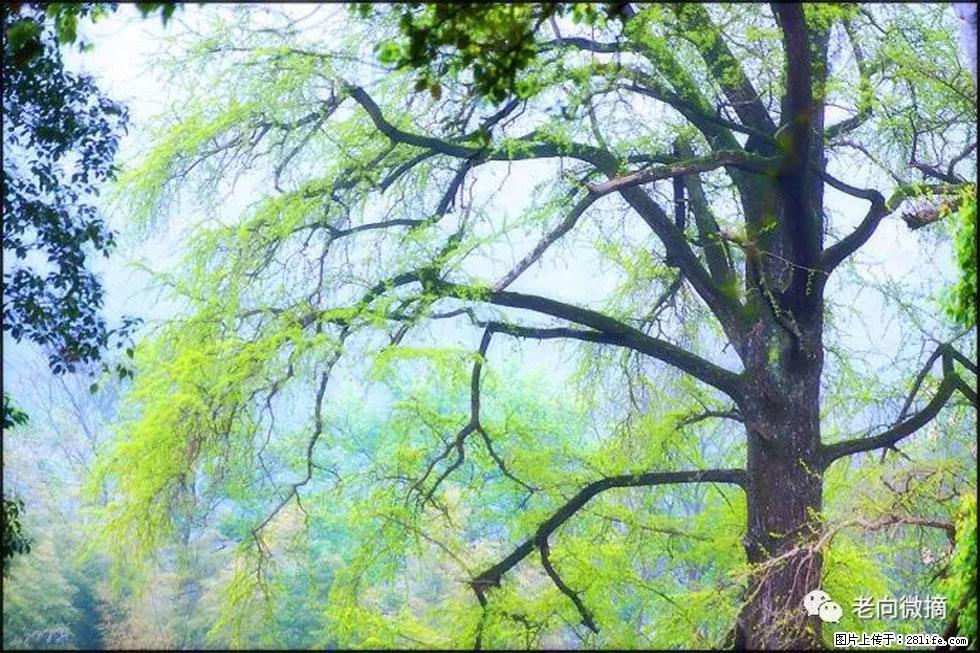 【春天,广西桂林灌阳县向您发出邀请!】在小龙村与春天约会 - 游山玩水 - 衡水生活社区 - 衡水28生活网 hs.28life.com