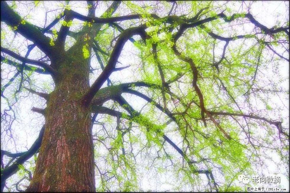 【春天,广西桂林灌阳县向您发出邀请!】在小龙村与春天约会 - 游山玩水 - 衡水生活社区 - 衡水28生活网 hs.28life.com