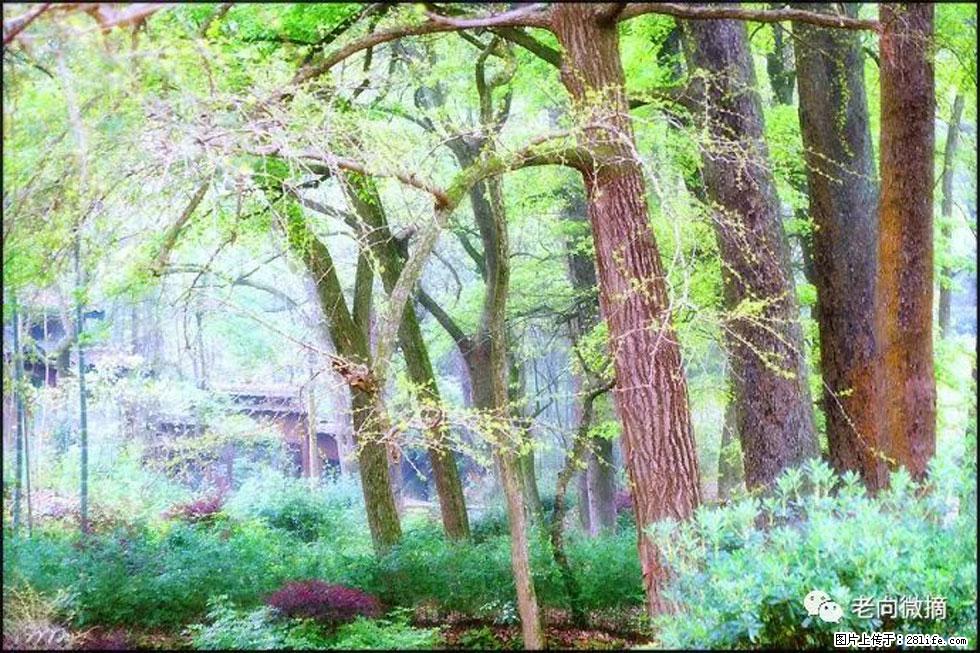 【春天,广西桂林灌阳县向您发出邀请!】在小龙村与春天约会 - 游山玩水 - 衡水生活社区 - 衡水28生活网 hs.28life.com