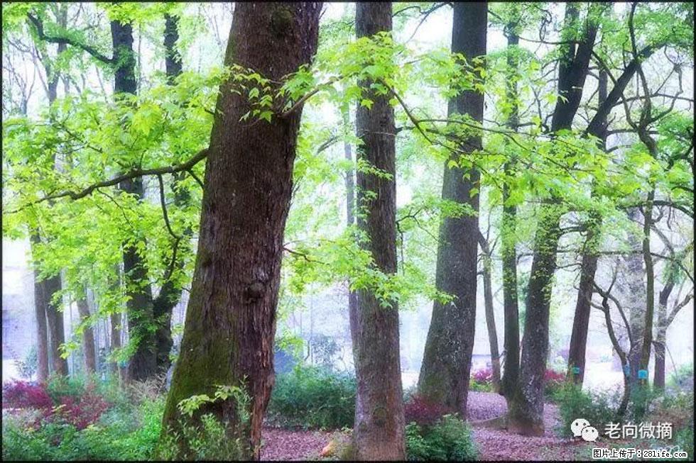 【春天,广西桂林灌阳县向您发出邀请!】在小龙村与春天约会 - 游山玩水 - 衡水生活社区 - 衡水28生活网 hs.28life.com