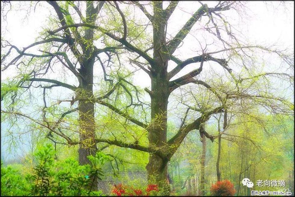 【春天,广西桂林灌阳县向您发出邀请!】在小龙村与春天约会 - 游山玩水 - 衡水生活社区 - 衡水28生活网 hs.28life.com