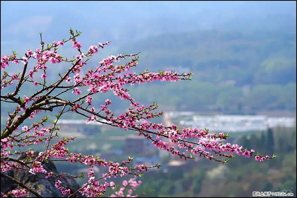 【春天,广西桂林灌阳县向您发出邀请!】望月岭上桃花开 - 游山玩水 - 衡水生活社区 - 衡水28生活网 hs.28life.com