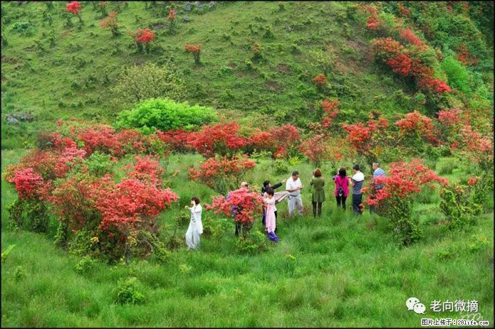 【春天，广西桂林灌阳县向您发出邀请！】宝盖山上映山红 - 游山玩水 - 衡水生活社区 - 衡水28生活网 hs.28life.com