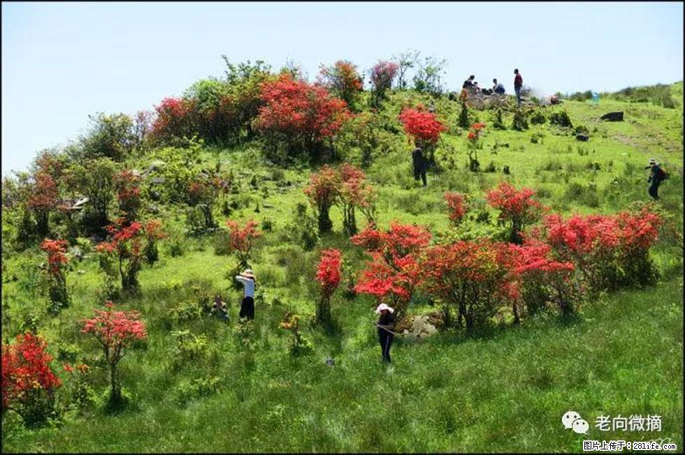 【春天，广西桂林灌阳县向您发出邀请！】宝盖山上映山红 - 游山玩水 - 衡水生活社区 - 衡水28生活网 hs.28life.com