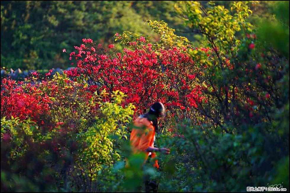 【春天,广西桂林灌阳县向您发出邀请!】春木界上映山红 - 游山玩水 - 衡水生活社区 - 衡水28生活网 hs.28life.com