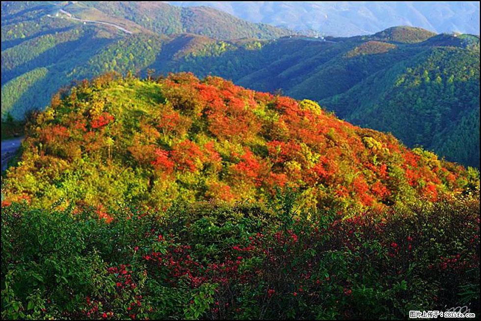 【春天,广西桂林灌阳县向您发出邀请!】春木界上映山红 - 游山玩水 - 衡水生活社区 - 衡水28生活网 hs.28life.com