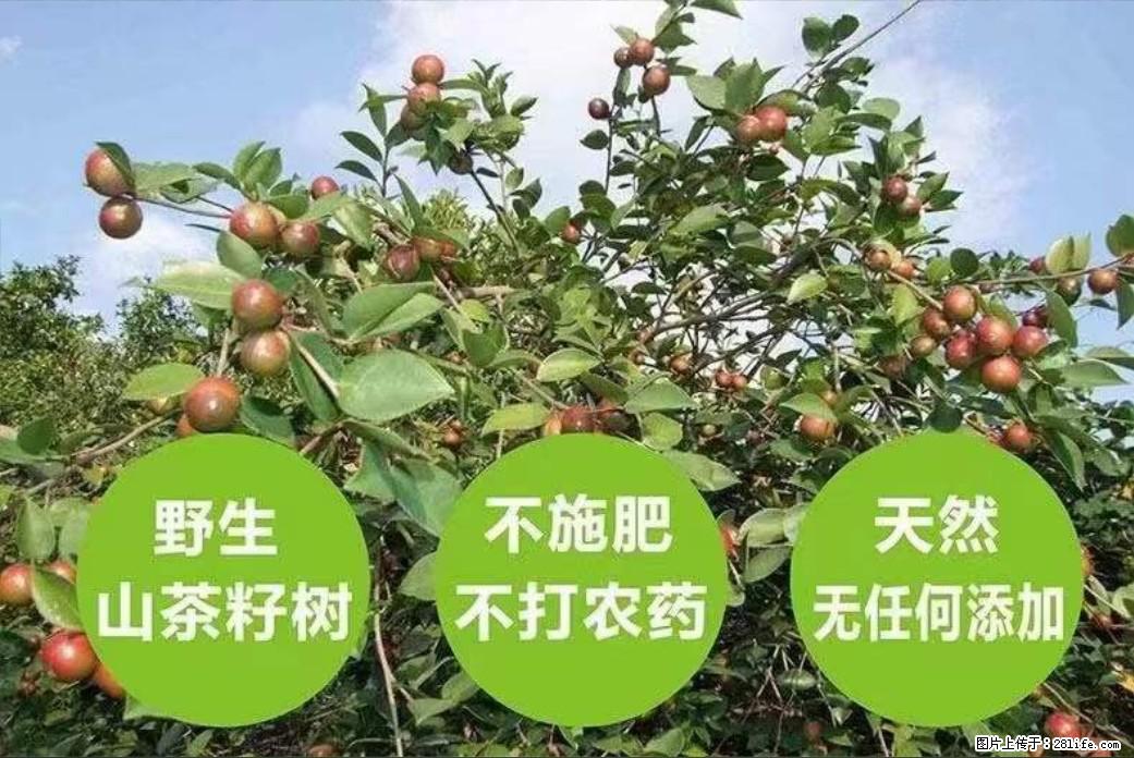【灌阳县油茶产业示范区】一个有着充实的精神生活的人,对待身外之物自会有一种淡泊的态度 - 美食天地 - 衡水生活社区 - 衡水28生活网 hs.28life.com