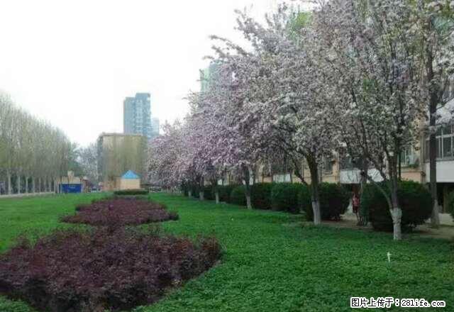 怡然城二中 丽景名典 一楼两居洗澡做饭家具 600 - 房屋出租 - 房屋租售 - 衡水分类信息 - 衡水28生活网 hs.28life.com