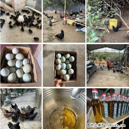 油茶园从小鸡仔开始养起的纯土鸡、土鸡蛋可以预定啦!还有前几天刚榨的纯山茶油哦 - 土特产 - 饮食特产 - 衡水分类信息 - 衡水28生活网 hs.28life.com