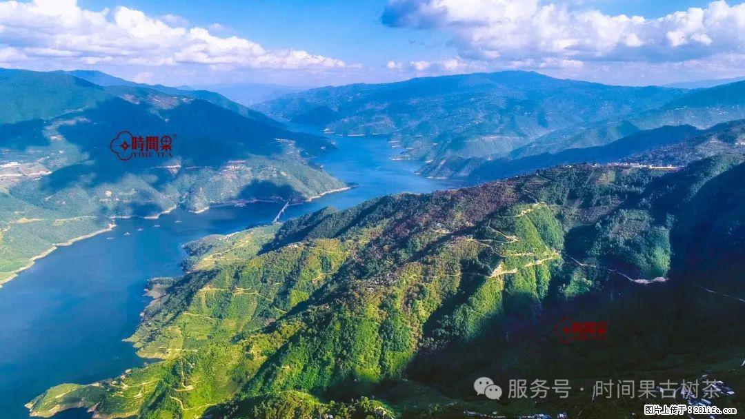 时间果百年古树龙珠普洱生茶 - 购物交流 - 衡水生活社区 - 衡水28生活网 hs.28life.com