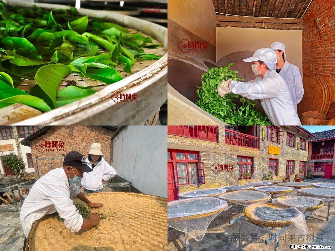 时间果百年古树龙珠普洱生茶 - 购物交流 - 衡水生活社区 - 衡水28生活网 hs.28life.com