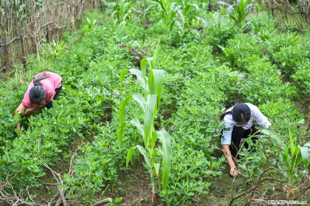 全网追的“扁担女孩”,找了一份暑假工,时薪12元 - 衡水生活资讯 - 衡水28生活网 hs.28life.com