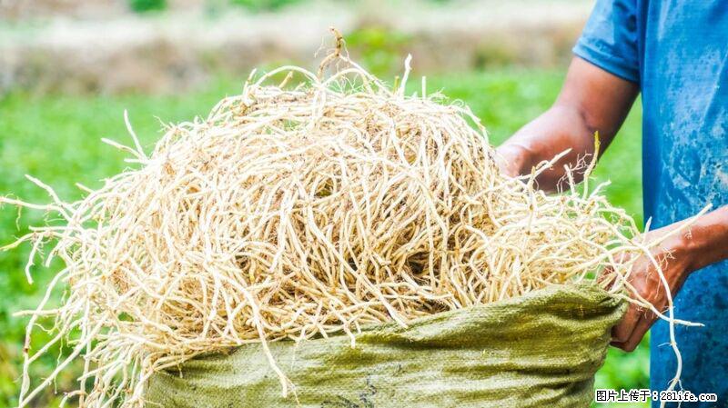 堪称“最难吃”的蔬菜，却是 “抗辐射神器”，还能护肺、清热、止咳化痰！ - 衡水生活资讯 - 衡水28生活网 hs.28life.com