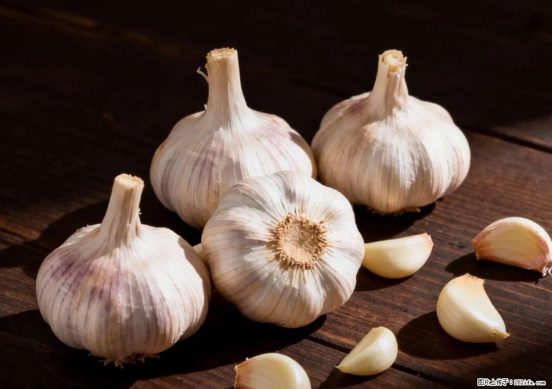 关于大蒜，除了“天然抗生素”，这4个谣言更该警惕! - 衡水生活资讯 - 衡水28生活网 hs.28life.com