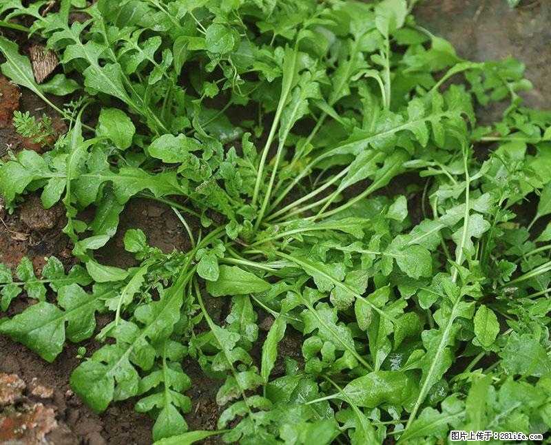 这些蔬菜是“天然钙片”，这6种被医生重点推荐 - 衡水生活资讯 - 衡水28生活网 hs.28life.com