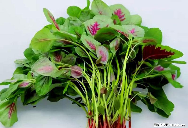 这些蔬菜是“天然钙片”，这6种被医生重点推荐 - 衡水生活资讯 - 衡水28生活网 hs.28life.com