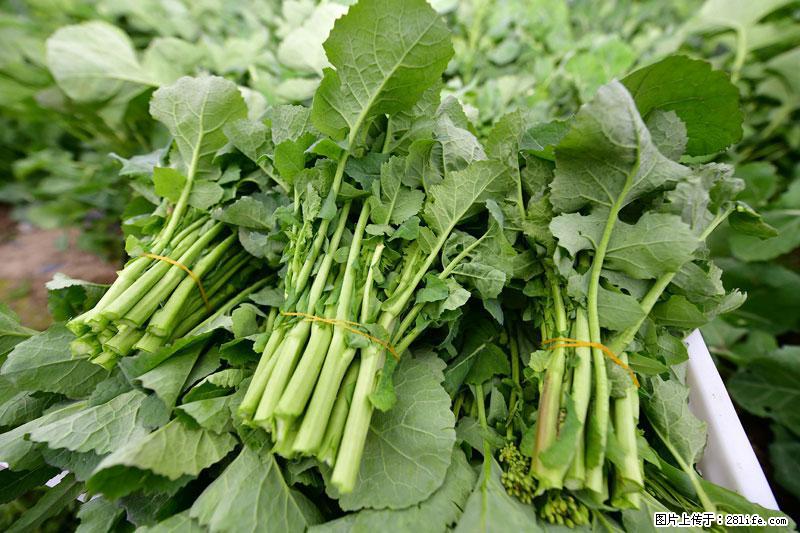 这些蔬菜是“天然钙片”，这6种被医生重点推荐 - 衡水生活资讯 - 衡水28生活网 hs.28life.com